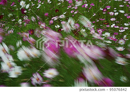 Cosmos swaying in the wind Cosmos swaying in the wind 95076842
