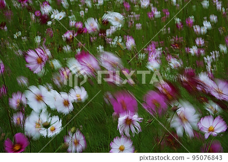 Cosmos swaying in the wind Cosmos swaying in the wind 95076843