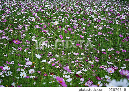 Cosmos Cosmos 95076846