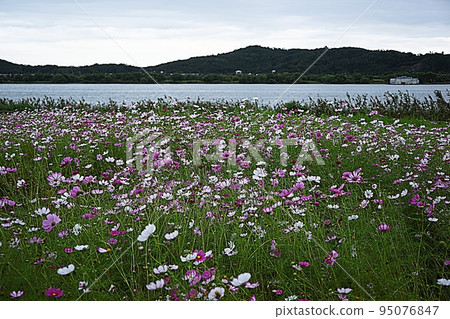 Cosmos Cosmos 95076847