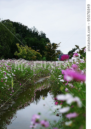 Cosmos Cosmos 95076849
