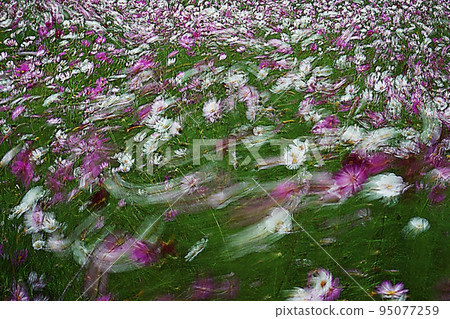 Cosmos swaying in the wind Cosmos swaying in the wind 95077259