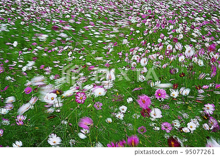 宇宙在風中搖曳 95077261