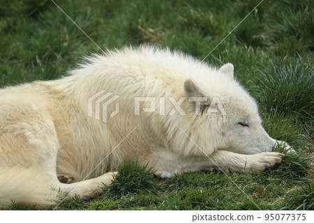 一臉睏意的北極狼 一臉睏意的北極狼 95077375