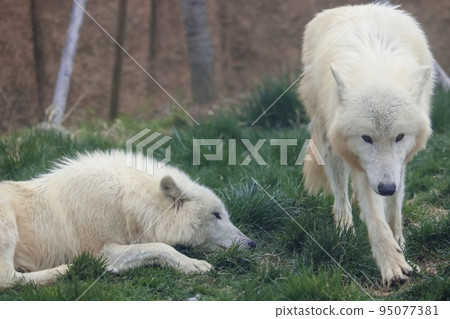 兩隻英勇的北極狼 兩隻英勇的北極狼 95077381