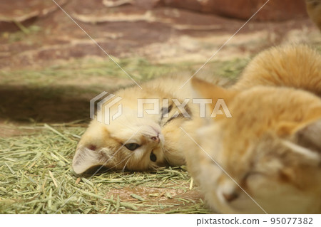 想玩的孩子沙貓 想玩的孩子沙貓 95077382