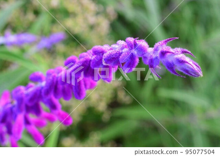 用晨露潤濕的紫水晶鼠尾草（Salvia leucantha） 95077504