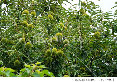 bear a lot of fruit bear a lot of fruit 95077601