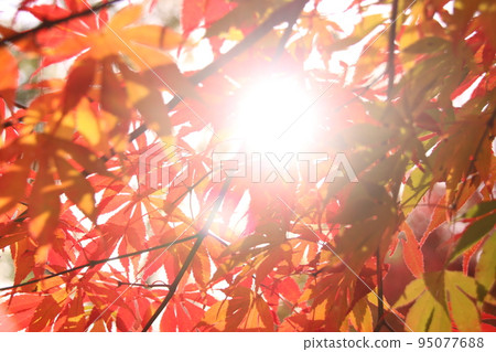 The sun and autumn leaves The sun and autumn leaves 95077688