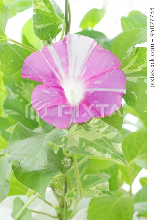 Morning glory pink color with white streaks bright background 95077733