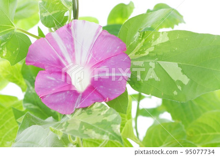 Morning glory pink color with white streaks bright background Morning glory pink color with white streaks bright background 95077734