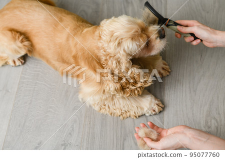 Woman brushing her American Cocker Spaniel at home. 95077760