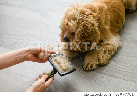 Woman brushing her American Cocker Spaniel at home. Woman brushing her American Cocker Spaniel at home. 95077761