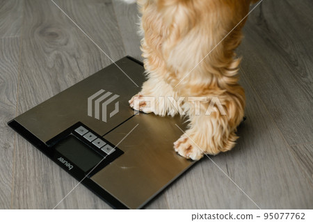 The dog stands with its hind legs on the floor scales. 95077762