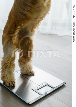 The dog stands with its hind legs on the floor scales. 95077763