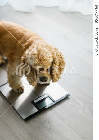Close-up of dog on floor scales at home 95077764