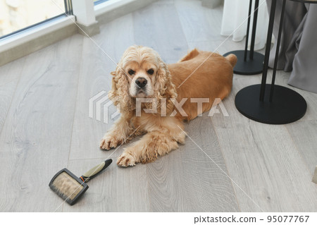 Spaniel lying on the floor of the room with a comb 95077767
