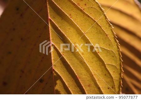 Close-up of a leaf with half shadow and half light 95077877