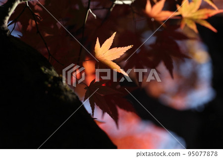 秋葉的葉子被遮住了一半，看起來好像葉子被切成了兩半。 95077878