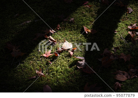 樹幹輪廓之間被光照亮的落葉 95077879