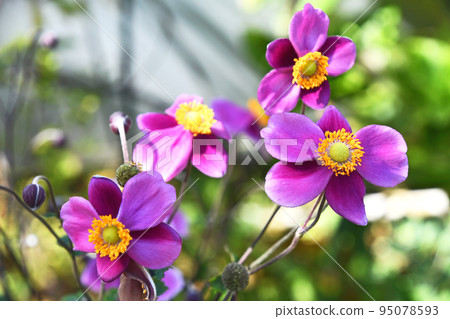 Shumayigiku（秋季） 95078593