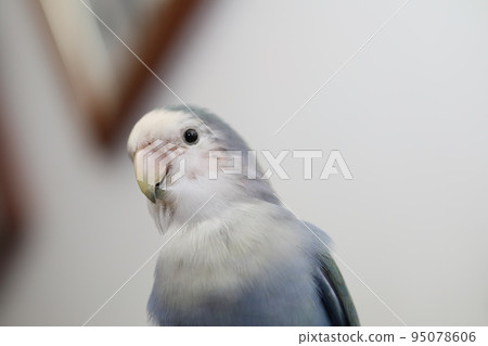 紫羅蘭小鸚 95078606