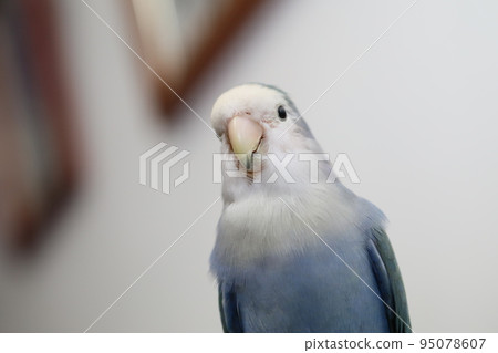 紫羅蘭小鸚 95078607