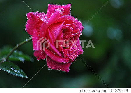 rain dew on rose petals rain dew on rose petals 95079509