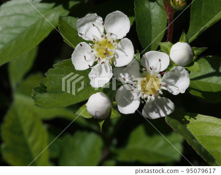山楂 學名:Crataegus cuneata 山楂 學名:Crataegus cuneata 95079617