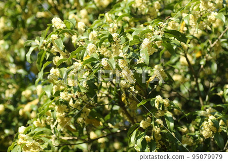 Sweetly fragrant autumn flowers of ginmokusei Sweetly fragrant autumn flowers of ginmokusei 95079979