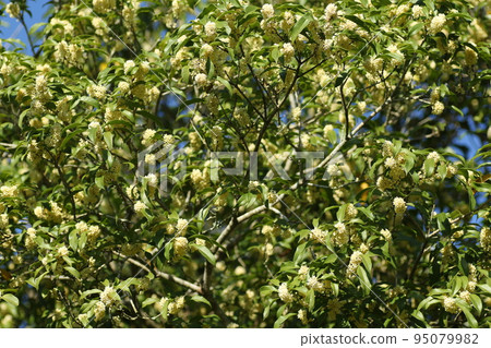 香氣撲鼻的銀木星秋花 95079982