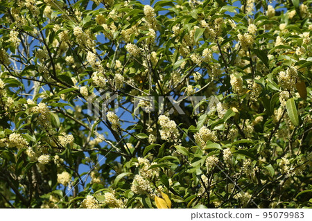 香氣撲鼻的銀木星秋花 95079983