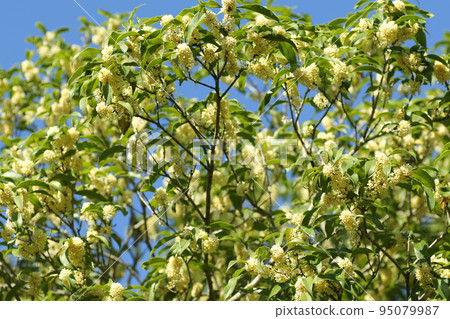 Sweetly fragrant autumn flowers of ginmokusei 95079987