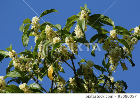 Sweetly fragrant autumn flowers of ginmokusei 95080057