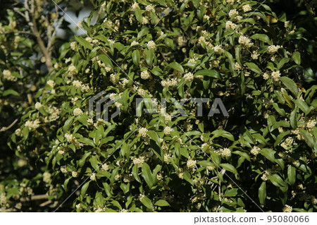 香氣撲鼻的銀木星秋花 95080066