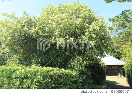 香氣撲鼻的銀木星秋花 95080067