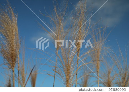 芒草 芒草 95080093