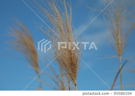 芒草 95080104