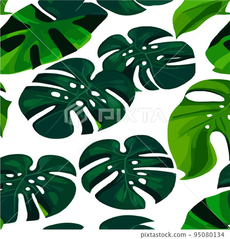 green monstera pattern white background. exotic pattern with tropical leaves. Vector illustration. monstera leaf pattern. Tropical palm leaves. Exotic design fabric, textile print, wrapping paper 95080134