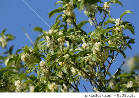 香氣撲鼻的銀木星秋花 香氣撲鼻的銀木星秋花 95080183