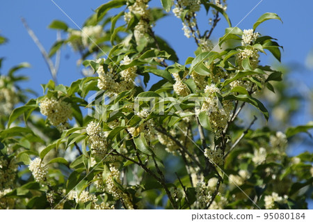 香氣撲鼻的銀木星秋花 香氣撲鼻的銀木星秋花 95080184