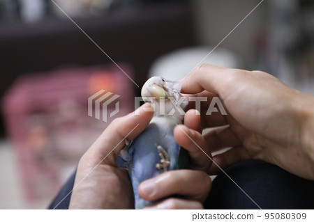 愛情鸚鵡 95080309