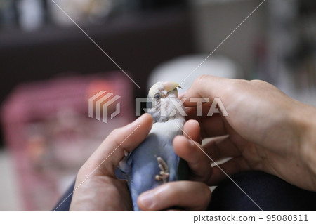 愛情鸚鵡 95080311