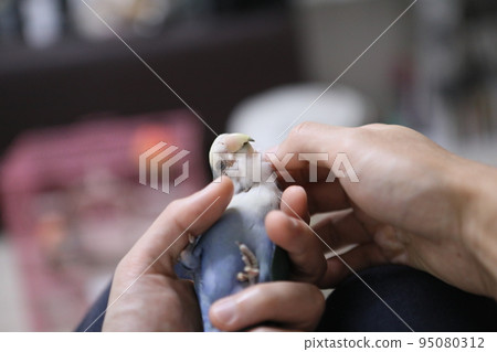 愛情鸚鵡 愛情鸚鵡 95080312