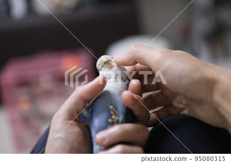 愛情鸚鵡 95080315