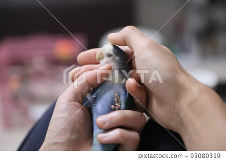 愛情鸚鵡 95080319