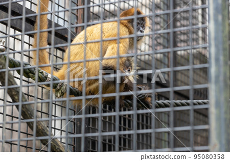 杰弗裡蜘蛛猴父母和孩子 95080358