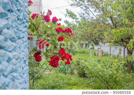 flower red pelargonium in a flowerpot hanging on the wall of the house flower red pelargonium in a flowerpot hanging on the wall of the house 95080588