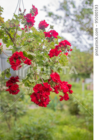 flower red pelargonium in a flowerpot hanging on the wall of the house 95080593