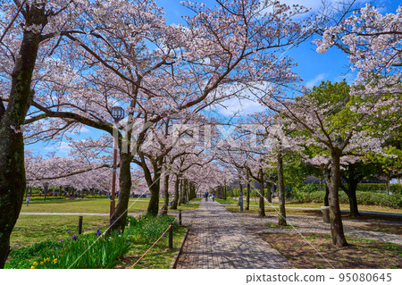 Row of cherry blossom trees along Fujimi Street in Tama Central Park in Ochiai, Tama City, Tokyo Row of cherry blossom trees along Fujimi Street in Tama Central Park in Ochiai, Tama City, Tokyo 95080645